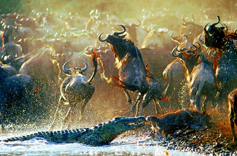 migration safari tanzania